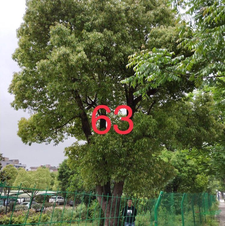 浙江58-100香樟