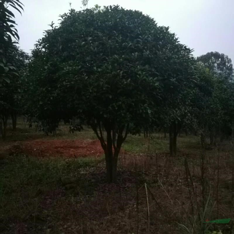 广西桂林地区供应10-45公分桂花树
