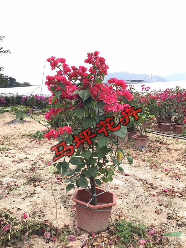 潮州紅三角梅
