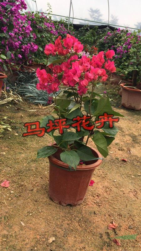 潮州紅三角梅