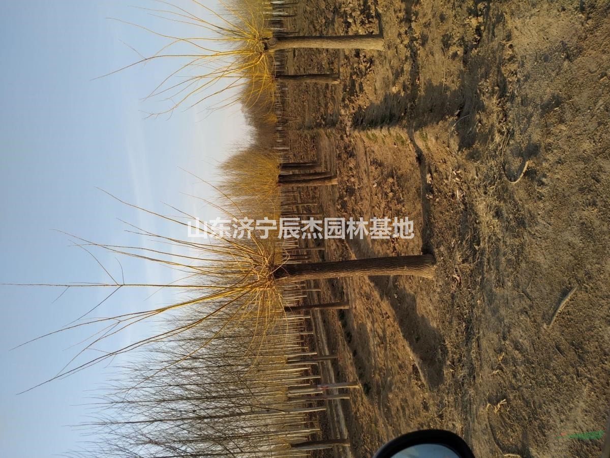 金枝槐  黃金槐  速生國槐  法桐白蠟質(zhì)優(yōu)價(jià)廉