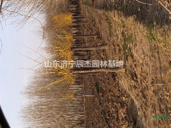 金枝槐  黃金槐  速生國槐  法桐白蠟質(zhì)優(yōu)價(jià)廉