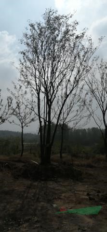 樸樹，單桿，雙桿多桿叢生樸樹