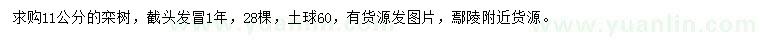 求購11公分欒樹