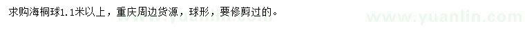 求購1.1米以上海桐球