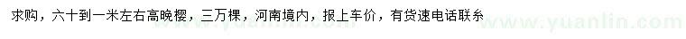 求購高60-1米左右晚櫻