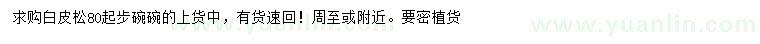 求購80公分起步白皮松