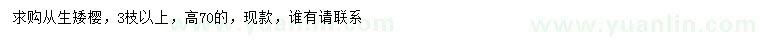 求購高70公分從生矮櫻