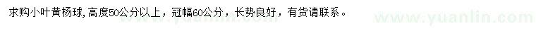 求購高50公分以上小葉黃楊球