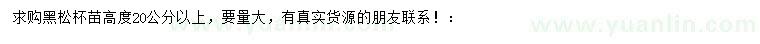 求購高20公分以上黑松