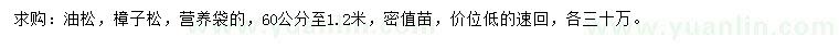 求購60公分至1.2米油松、樟子松