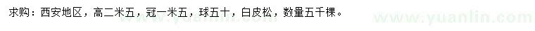 求購(gòu)高2.5米白皮松