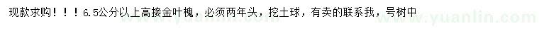 求購6.5公分以上金葉槐