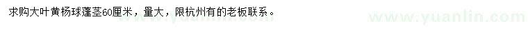 求購60公分大葉黃楊球