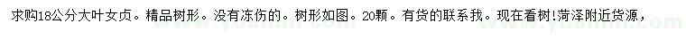 求購18公分大葉女貞