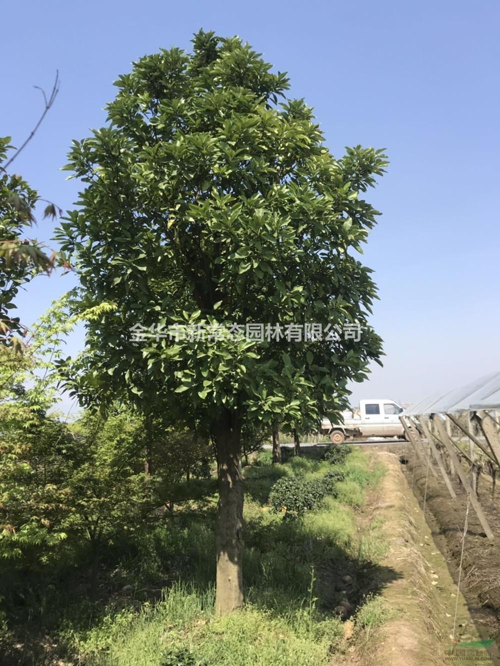 浙江香泡8—30公分/香泡400元起/金華香泡價格/浙江自己苗圃香泡樹價格批發/供應
