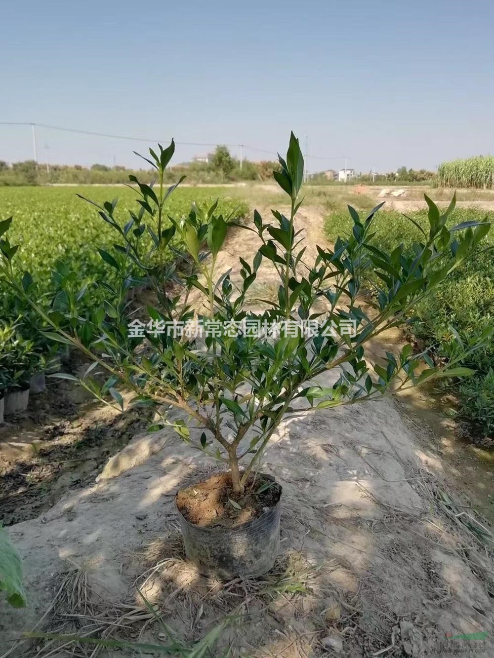 浙江大小規格梔子花價格1.5元起/梔子花小苗/金華梔子花行情基地 哪里好/哪家便宜
