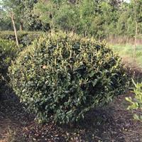 2019年浙江大小規(guī)格茶梅球P150價格680元/茶花樹/茶梅價格基地 新報價