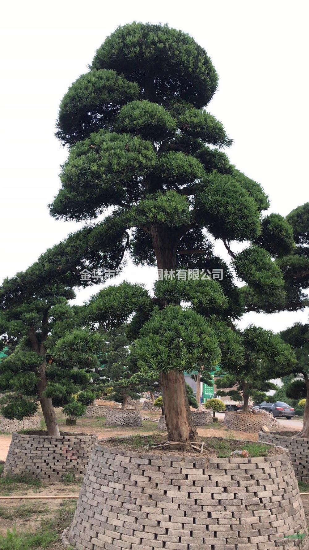 浙江供應優質特價羅漢松/金華造型羅漢松產地直銷/造型羅漢松無中介 規格齊全