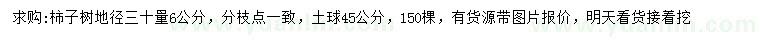 求購地徑30量6公分柿子樹