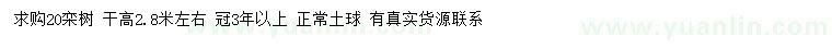 求購20公分欒樹