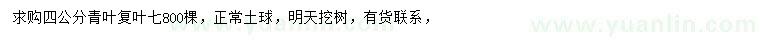 求購4公分青葉復葉槭