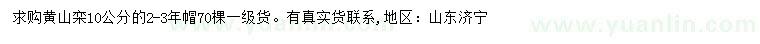 求購10公分黃山欒