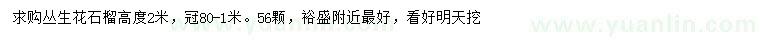 求購(gòu)高2米叢生花石榴