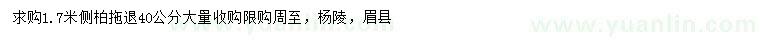 求購1.7米側(cè)柏