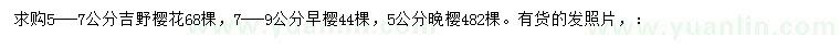 求購(gòu)吉野櫻花、早櫻、晚櫻