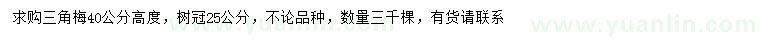 求購高40公分三角梅