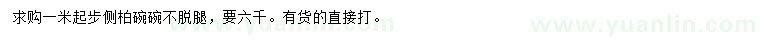 求購(gòu)1米起步側(cè)柏