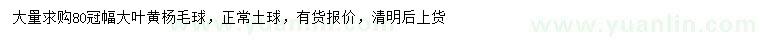 求購冠幅80公分大葉黃楊毛球