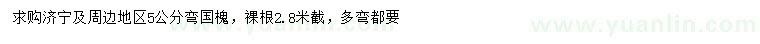 求購5公分彎國槐