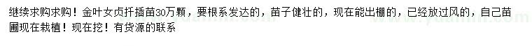 求購金葉女貞