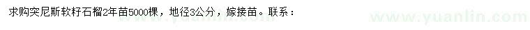求購地徑3公分突尼斯軟籽石榴