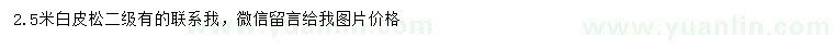 求購2.5米白皮松