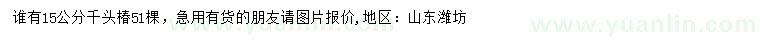 求購15公分千頭椿