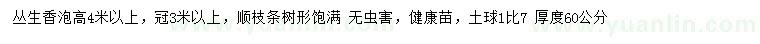 求購高4米以上叢生香泡
