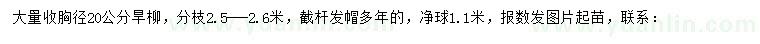 求購胸徑20公分旱柳