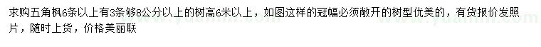 求購高6米以上五角楓