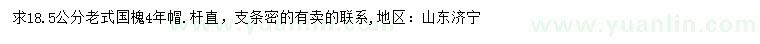 求購18.5公分老國槐