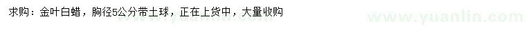 求購胸徑5公分金葉白蠟