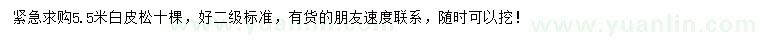 求購5.5米白皮松
