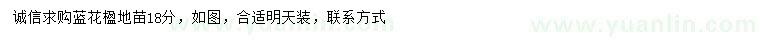 求購18公分藍花楹