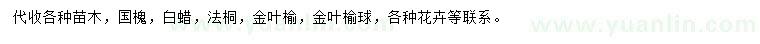 求購國槐、白蠟、法桐等