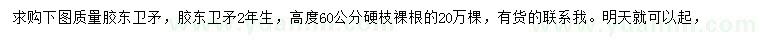 求購高60公分膠東衛(wèi)矛
