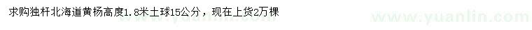 求購高1.8米北海道黃楊