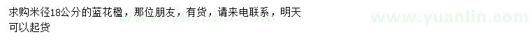 求購米徑18公分藍(lán)花楹