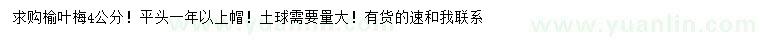 求購4公分榆葉梅